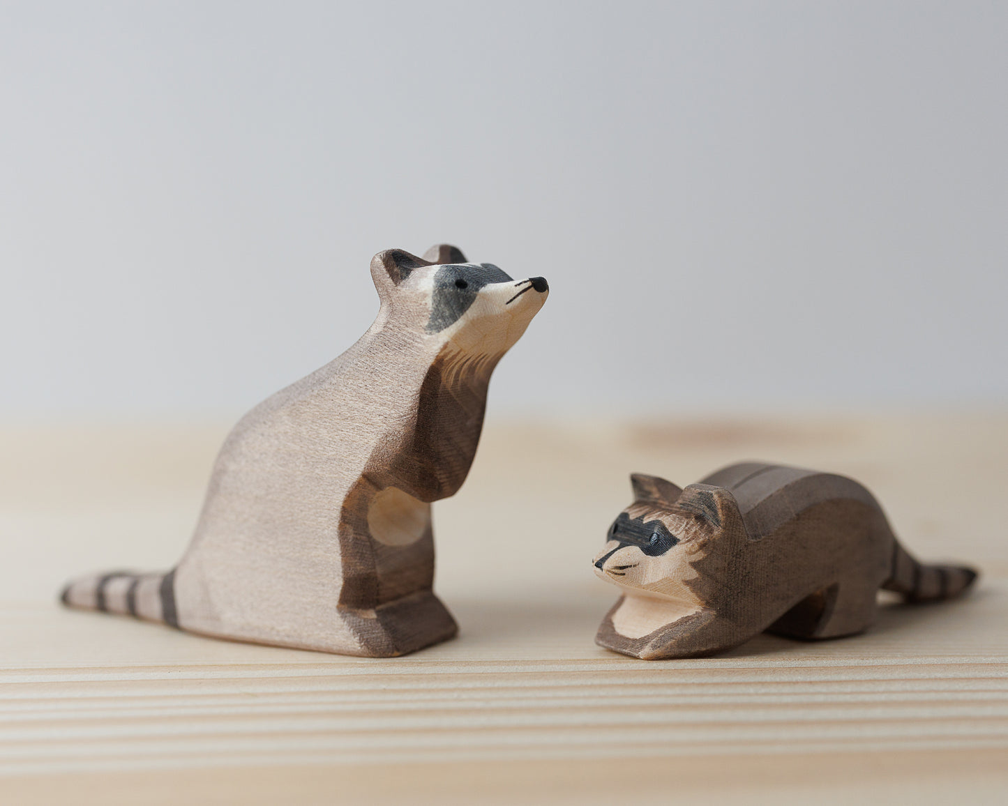 Ostheimer Vaskebjørn, sitter