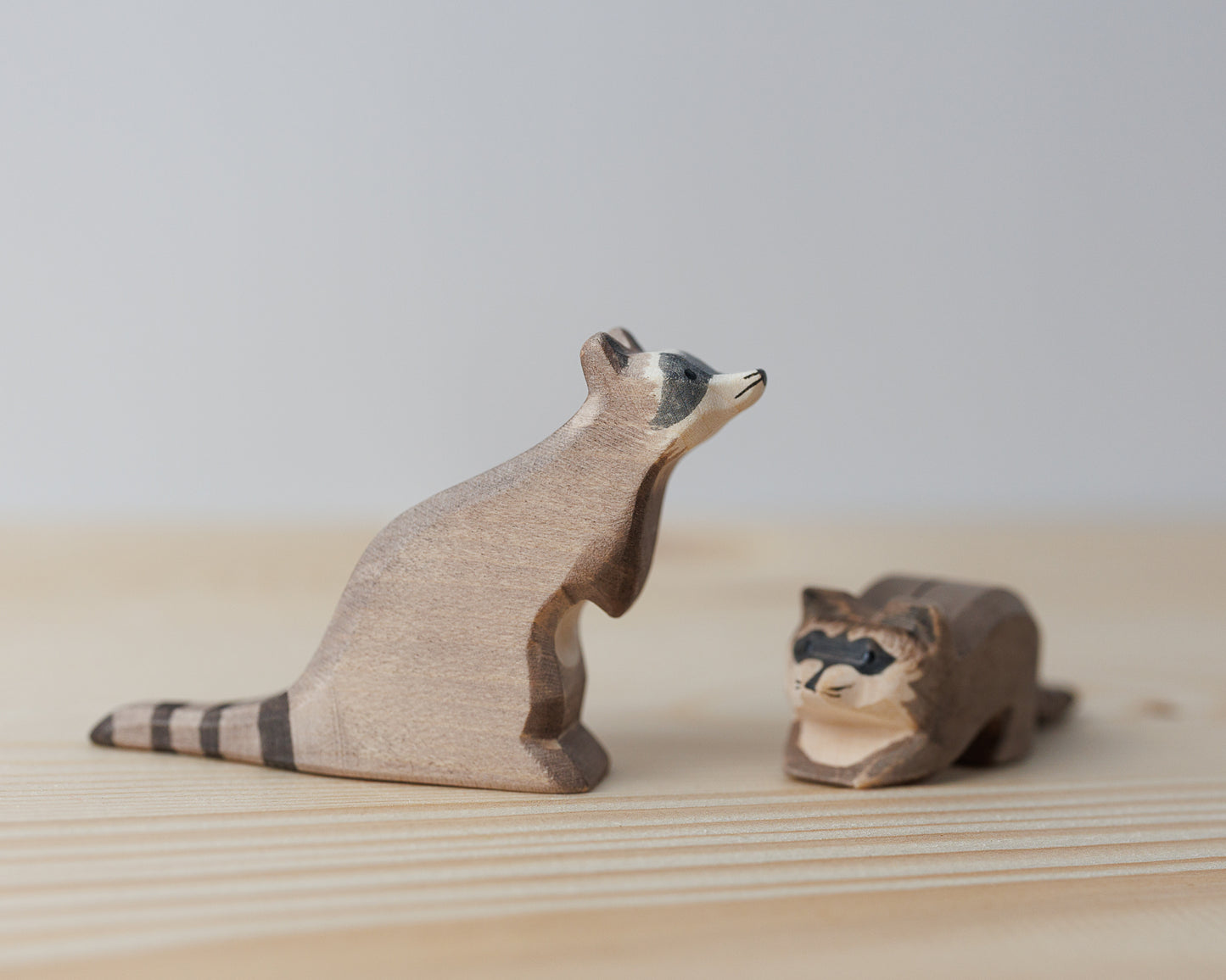 Ostheimer Vaskebjørn, liten