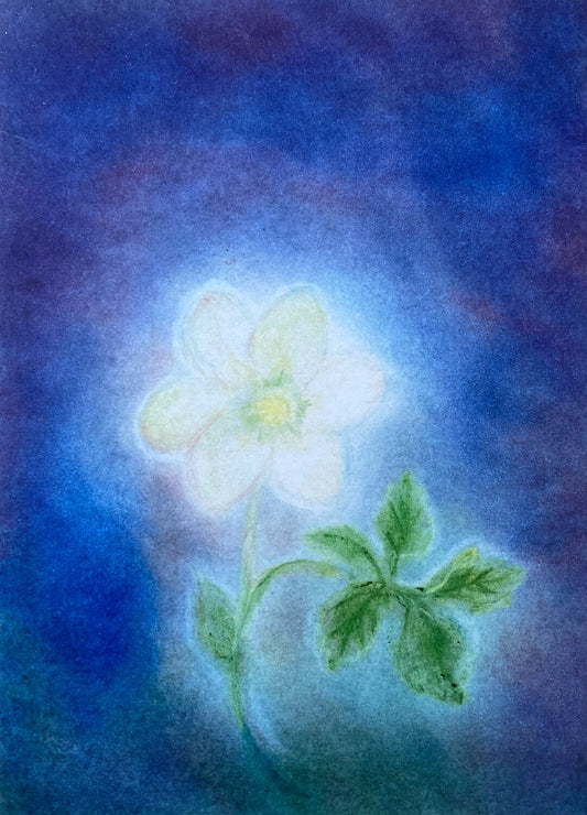 Julerose, Reiss