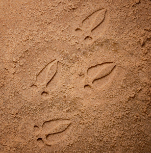 Let´s investigate - Woodland footprints
