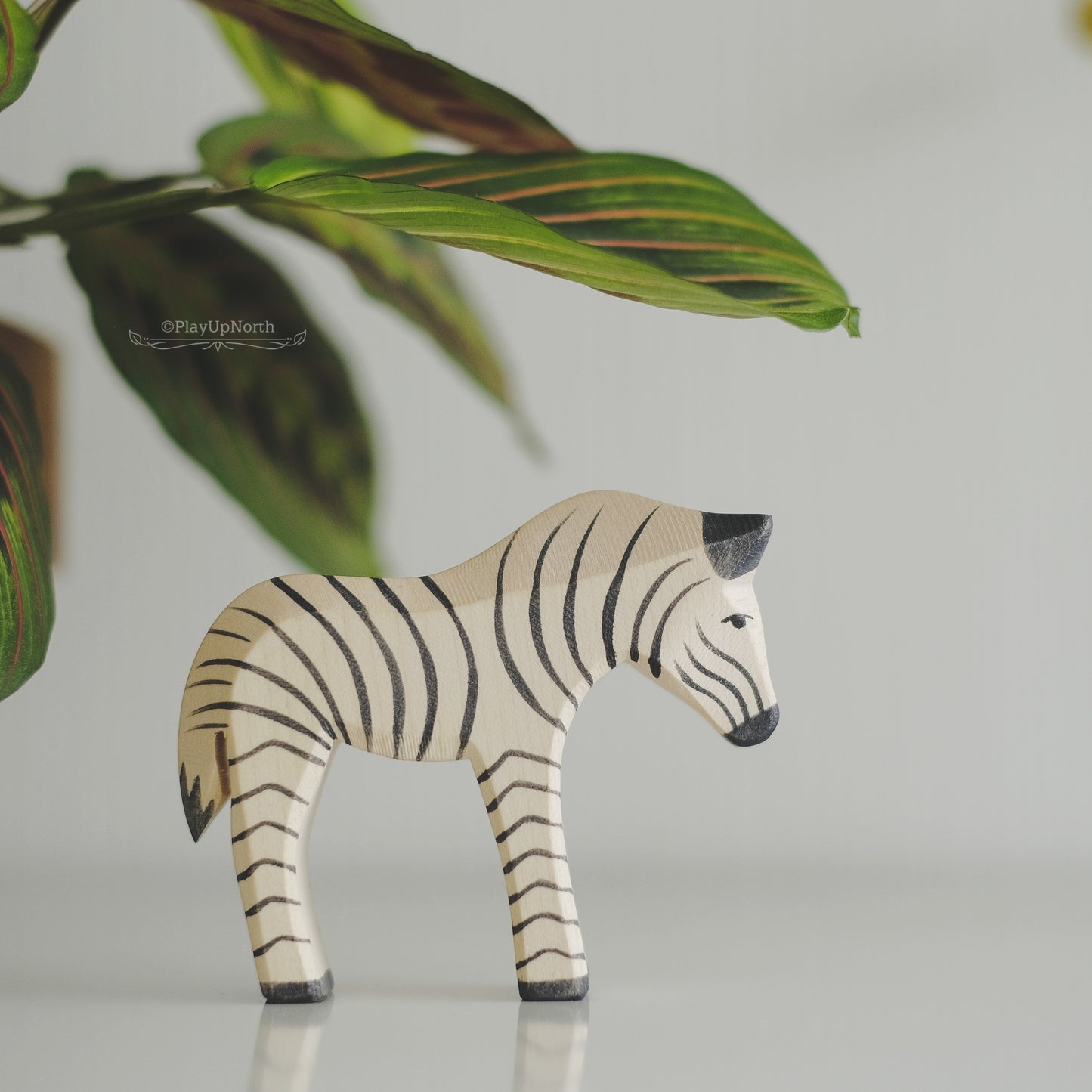 Ostheimer sebra liten